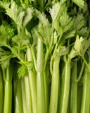 le-celeri-branche-bio