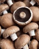 le-champignon-portobello