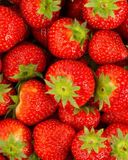 la-fraise-1