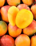 la-mangue-selection