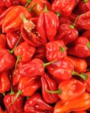 le-piment-antillais