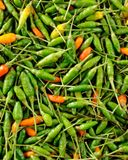 le-piment-oiseau