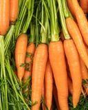 la-carotte-fane-en-botte