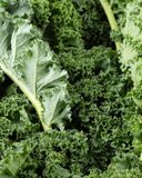 le-chou-kale-hve