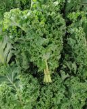 le-chou-kale