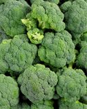 le-brocoli-1