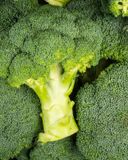 le-brocoli-2
