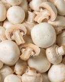 le-champignon-blanc-1