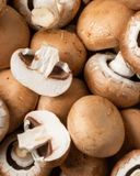 le-champignon-brun