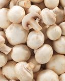 le-champignon-blanc-bio