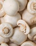 le-champignon-geant