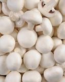 le-champignon-blanc-2