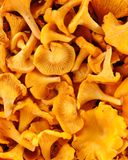 la-girolle-1