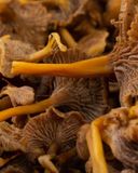 les-chanterelles-grises