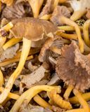 la-chanterelle-jaune-250g