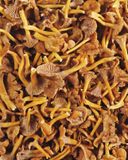 la-chanterelle-grise-2