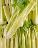 le-celeri-blanc-sans-feuilles