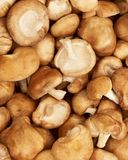 le-shiitake-1