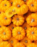 la-mini-courge-jack-be-little
