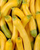 la-courgette-zephyr-hve