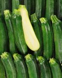 la-courgette-verte