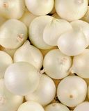 l-oignon-blanc-1