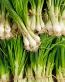 l-oignon-blanc-en-botte