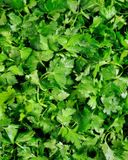 le-persil-plat-2