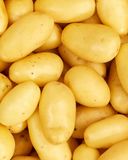 la-pomme-de-terre-primeur-de-bretagne