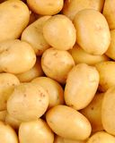 la-pomme-de-terre-bintje