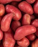 la-pomme-de-terre-rouge-1