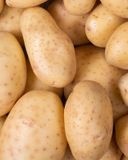 la-pomme-de-terre-de-consommation-lavee-2