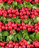 le-radis-botte-rouge