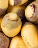 le-rutabaga