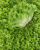 la-salade-batavia-verte