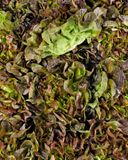la-salade-feuille-de-chene-rouge