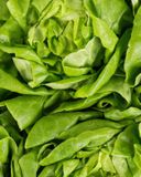la-salade-laitue-verte