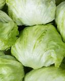 la-salade-iceberg-bio