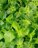 la-menthe-1
