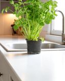 la-coriandre-en-pot-hve