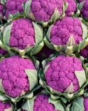 le-chou-fleur-violet-bio