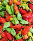 le-piment-vegetal