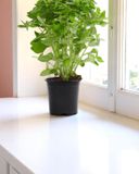 le-basilic-a-grosses-feuilles-en-pot-hve