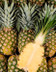 5145 L ANANAS EXTRA SWEET.jpg