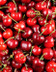 5500 CERISE.jpg