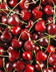 5503_CERISE_SELECTION_GROS_CALIBRE.jpg