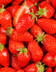 5623 FRAISES GARIGUETTE V2.jpg