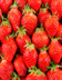 5630 FRAISES GARIGUETTE.jpg