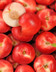 6720 NECTARINES BLANCHE.jpg