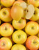 7404 POMME RUBIS GOLD PETITE HVE.jpg